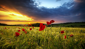 Poppy field at sunset, meadow, beautiful, grass, fiery, poppy, field, flowers, sky, sunset HD wallpaper