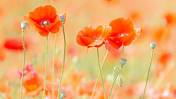 Summer Poppies, red, petals, field, blossoms, buds HD wallpaper