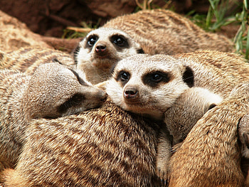 Animals, Family, Meerkats, Fur HD wallpaper