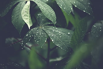 Close-up of vibrant green leaves covered with dewdrops, showcasing natural freshness. HD wallpaper