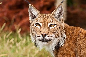 Animals, Grass, Iris, Muzzle, Predator HD wallpaper