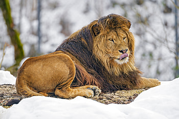 Animals, Brown, Lion, Predator, Animal, Protruding Tongue, Tongue Stuck Out, King Of Beasts, King Of The Beasts HD wallpaper