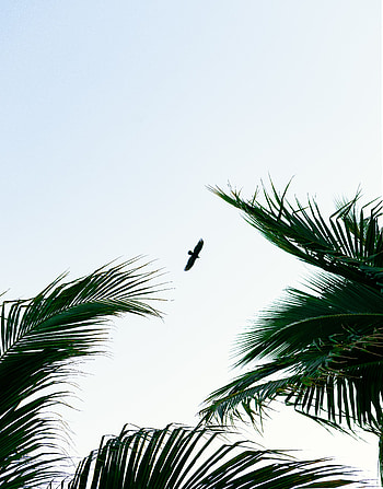Animals, Sky, Palms, Bird, Branches, Flight HD phone wallpaper