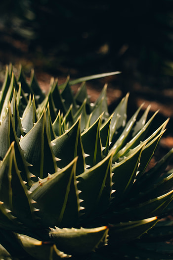 Plant, Macro, Barbed, Spiny, Succulent, Aloe HD phone wallpaper