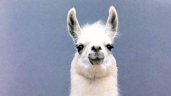 HQ llama , Stunning animal , Llama beauty in , Animal kingdom wonders HD wallpaper