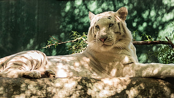 Animals, Cat, Predator, Tiger, Log, White Tiger HD wallpaper