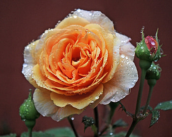 Drops, Macro, Rose Flower, Rose, Buds, Dew HD wallpaper