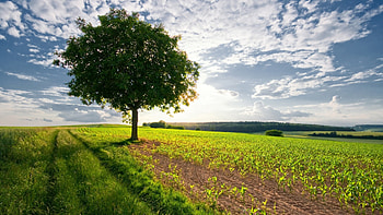Landscape, Trees HD wallpaper
