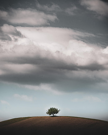 Nature, Sky, Horizon, Wood, Tree, Hill HD phone wallpaper