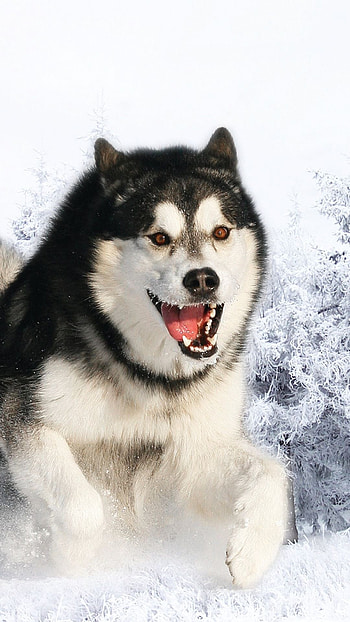 Fun with Alaskan Malamute, Cute dogs, Husky in snow, Winter adventures HD phone wallpaper