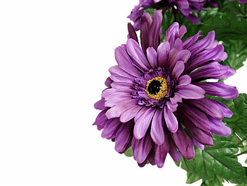 Purple daisy, purple, white, daisy, flower, nature HD wallpaper