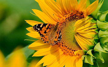 Butterfly, Sunflowers HD wallpaper