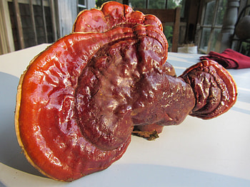 Double extracted Reishi, Mushroom tincture, Running waters, Homestead HD wallpaper