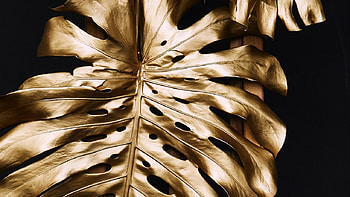 Monstera, Gold Leaf HD wallpaper