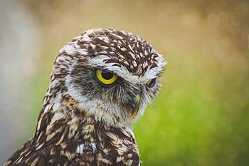 Bald Eagle, eagle, animals, birds HD wallpaper