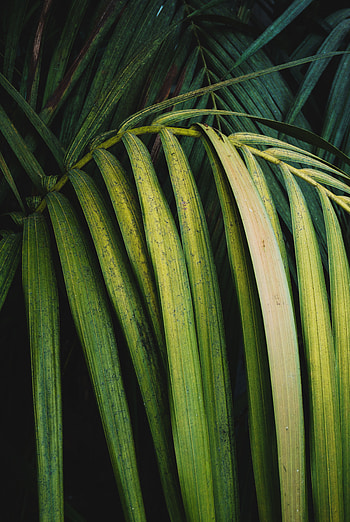 Leaves, Plant, Macro, Palm, Branch HD phone wallpaper