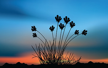 Flower Shape, shape, sky, sunset, flower HD wallpaper