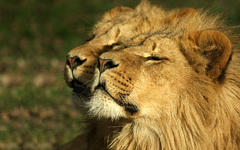 Animals, Couple, Pair, Lion, Relaxation, Rest, Admire HD wallpaper
