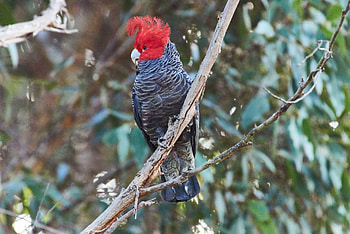 Gang Gang Cockatoo, animal, cockatoo, bird, gang HD wallpaper