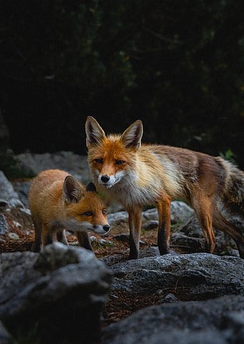 Animals, Stones, Fox, Young, Predator, Animal, Joey HD phone wallpaper