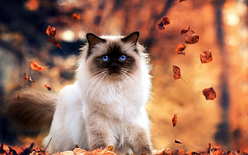 Kot syjamski licie, Park jesie himalayan, Cat cute cats, Cats and kittens HD wallpaper