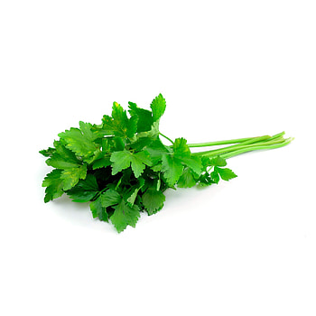 Cilantro hexagro, Hydroponic gardening, Herb cultivation, Innovative system HD phone wallpaper