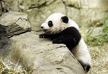 baby panda, baby, china, panda HD wallpaper