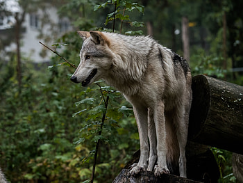 Animals, Predator, Grey, Wolf, Ears HD wallpaper