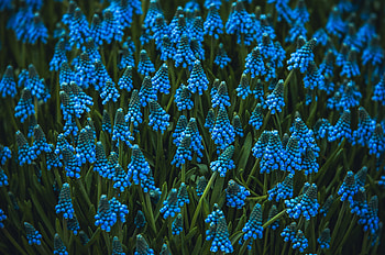 Flowers, Bloom, Flowering, Flower Bed, Flowerbed, Viper Bow, Viper Onion HD wallpaper