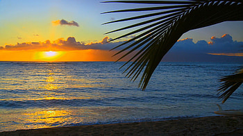Hawai beach, palm, hawai, nature, sunset, beach HD wallpaper