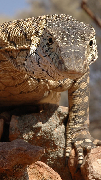 Animal lizard, Reptile kingdom, Camouflage, Wildlife graphy HD phone wallpaper