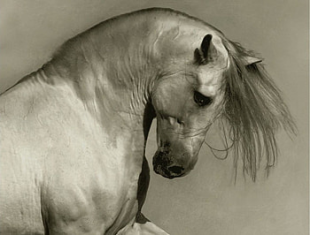 White Beauty, elegant, animal, horse, white, mare, stallion, beautiful HD wallpaper