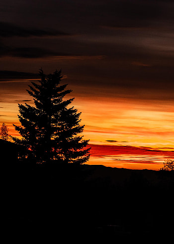 Sunset, Sky, Night, Dark, Wood, Tree, Outlines HD phone wallpaper
