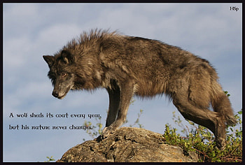 wolf wisdom, winter, dog, canis lupus, lone wolf, wolf, howling, snow, the pack, wisdom beautiful, mythical, white, timber, wolves, grey, lobo, grey wolf, nature, canine, friendship, arctic, solitude, black, quotes, wolf pack, insnow, , wild animal black, wolfrunning, abstract, pack, majestic, howl, spirit, wolf HD wallpaper