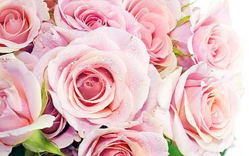 Plants, Flowers, Roses HD wallpaper