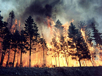 Nature, Trees, Fire, Forest, Element HD wallpaper