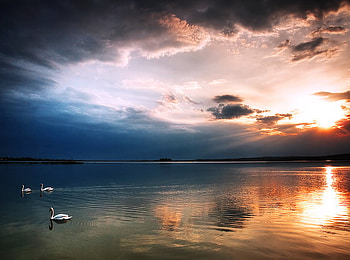 Wings at sunset, peaceful, swans swimming, cloudy sky, lake, reflections, sunset, evening HD wallpaper