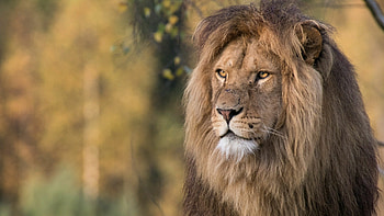 Male lion, Powerful presence, Striking close-up, Wildlife graphy HD wallpaper