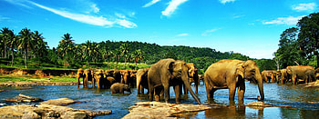 Ceylon elephants, Wild Animals HD wallpaper