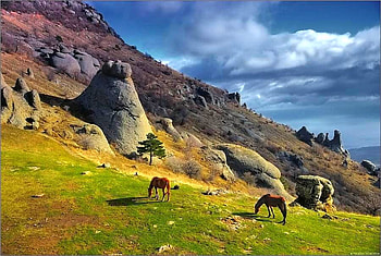 Wild Horses, cool HD wallpaper