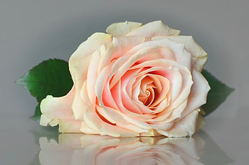 Rose, Softness, Reflection, Flower HD wallpaper