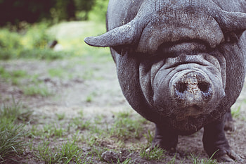 Animals, Muzzle, Fat, Nose, Pig, Fatty HD wallpaper