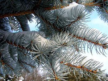 Winter, Nature, Needle, Pine, Snow, Branch HD wallpaper