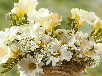 Flowers, Camomile, Bouquet, Snow White HD wallpaper