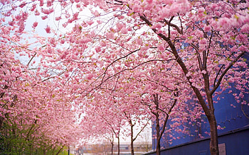 For > Background Cherry Blossom HD wallpaper
