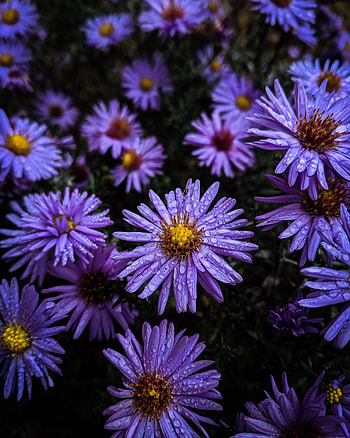 Flowers, Violet, Drops, Purple, Dew HD phone wallpaper