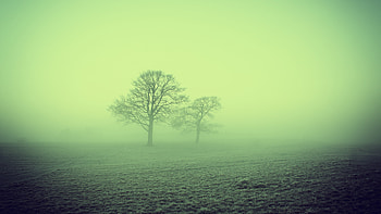 Nature, Trees, Fog, Field HD wallpaper