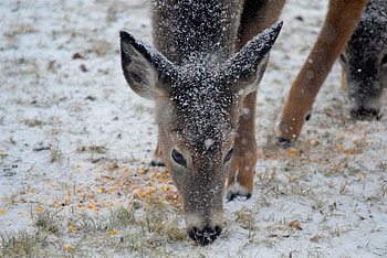 Animals, Winter, Snow, Deer HD wallpaper