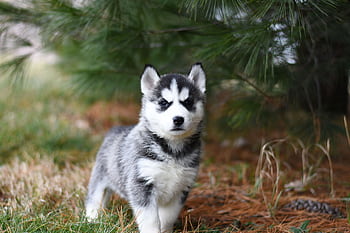 Cute Siberian Husky puppy standing on grass with pine trees in the background. HD wallpaper