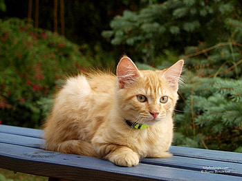 Fluffy kitten waiting, animal, kitten, cat, fluffy HD wallpaper